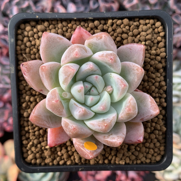 Echeveria 'Sublime' 3" Succulent Plant