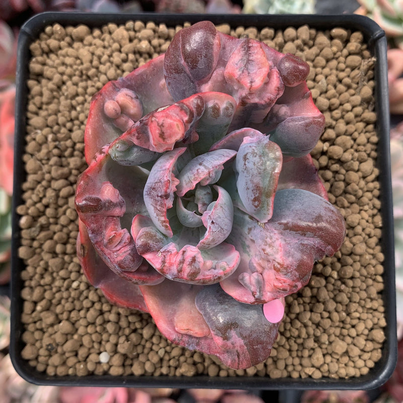 Echeveria 'Beyonce' Variegated 3" Succulent Plant