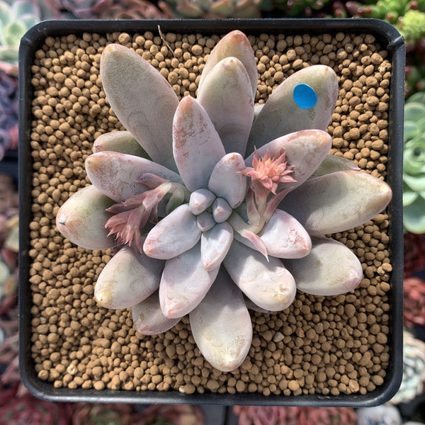 Echeveria 'Tolimanensis' 4" Large Succulent Plant