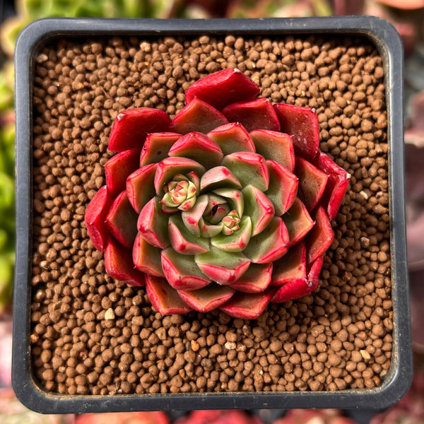 Echeveria sp. 2" Succulent Plant