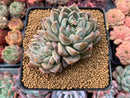 Echeveria 'Moiré' 3-4" Cluster Powdery Succulent Plant