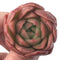 Echeveria Agavoides 'Timmo' 1" Succulent Plant