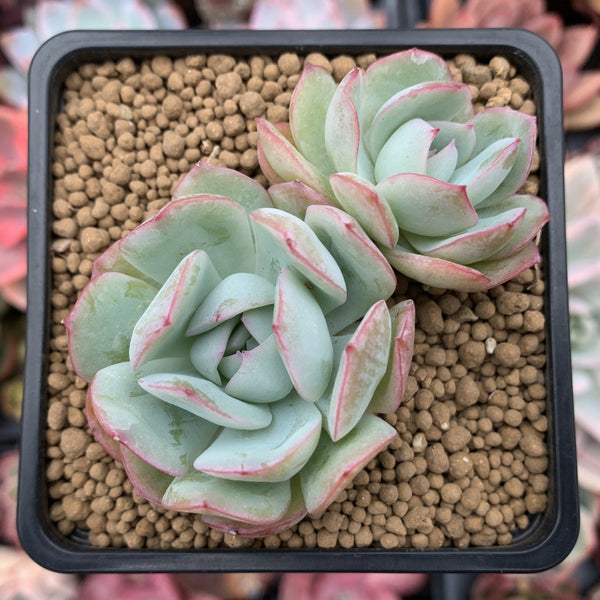 Echeveria 'White Cream' 3" Cluster Succulent Plant