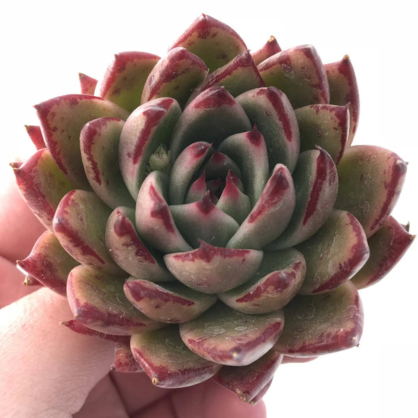 Echeveria Agavoides Ebony Hybrid 3” Rare Succulent Plant