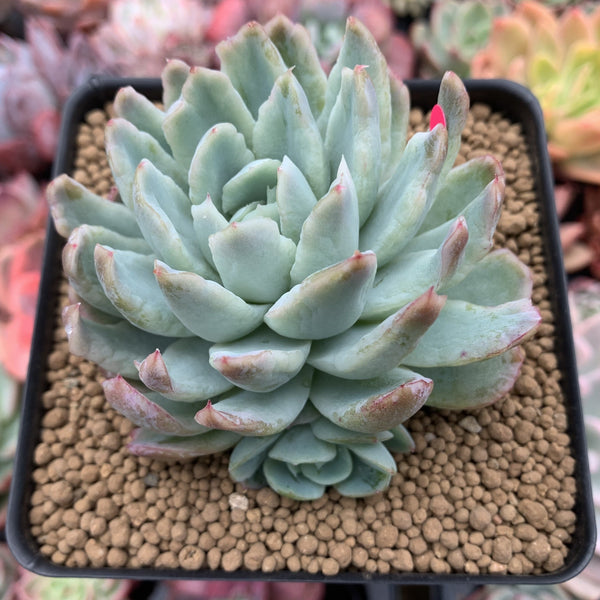 Echeveria 'Lemon Berry' Mutated/Variegated 3"-4" Succulent Plant