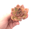 Echeveria Agavoides ‘Shallot’ 3” Succulent Plant