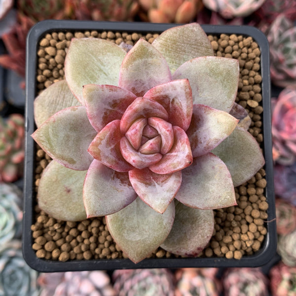 Echeveria 'German Champaign' 2" Succulent Plant