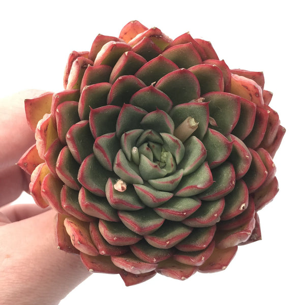 Echveria Agavoides 'Ladys Finger' 3" Rare Succulent Plant