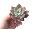 Echeveria 'Purple Champaign' 4 Succulent Plant