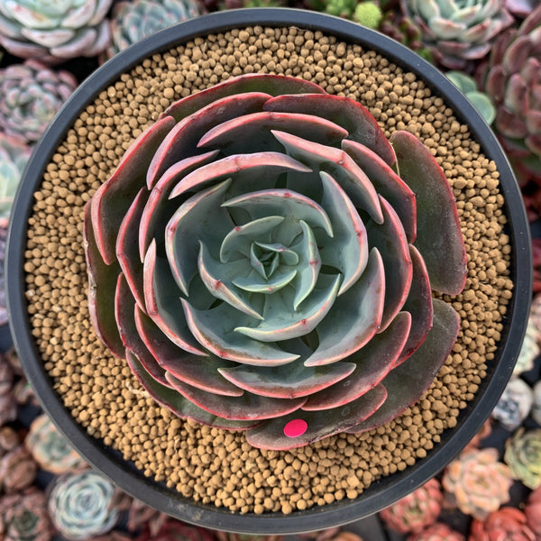 Echeveria 'Muesli' 4"-5" Large Succulent Plant