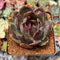 Echeveria 'Apothic Red' 2"-3" Air Magic Hybrid Succulent Plant