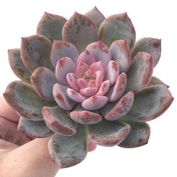 Echeveria 'Elegans Potosina' 4" Super Clone Powdery Succulent Plant