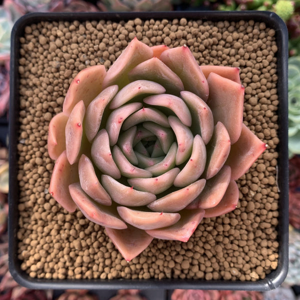 Echeveria Agavoides 'Nocturnal' 4" Succulent Plant