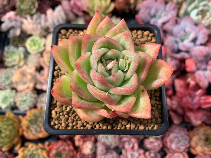 Echeveria Agavoides 'Snow Elian' 3" Succulent Plant