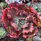 Echeveria 'Party Dress' 3" Succulent Plant