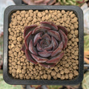 Echeveria 'Dark Ice' 1" Succulent Plant