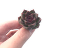 Echeveria 'Black Queen' 1" Small Succulent Plant