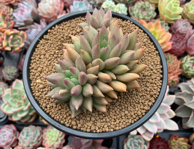 Pachyphytum 'Orange Light' 4" Succulent Plant