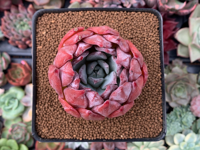 Echeveria 'Colorata Brandtii' 2"-3" Succulent Plant