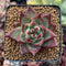 Echeveria Agavoides 'Johnny Walker' 1"-2" Succulent Plant