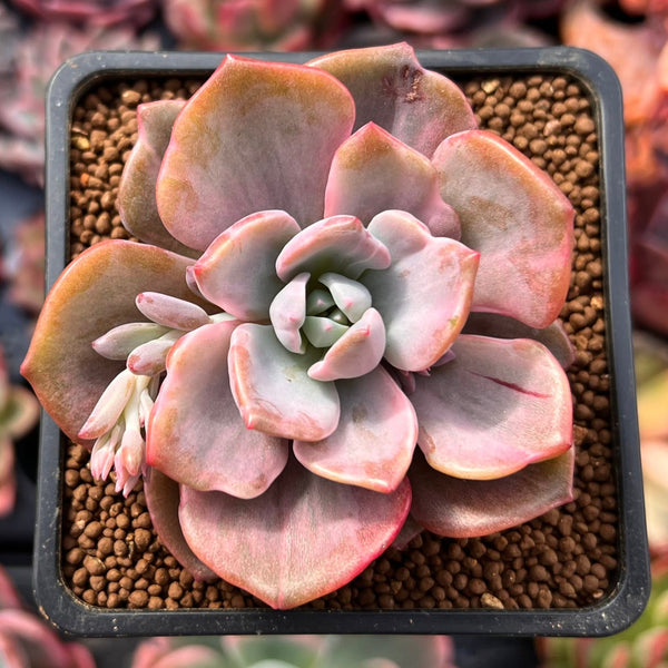 Graptoveria 'Mrs. Richards' Variegated 2" Succulent Plant