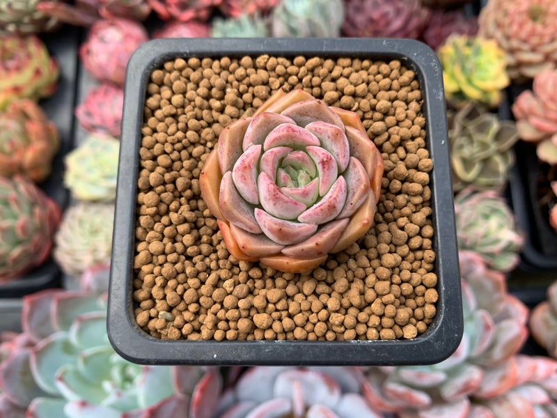 Echeveria 'Esca' 1" Small New Hybrid Succulent Plant