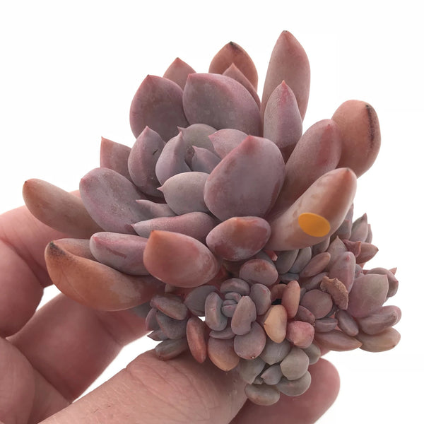 Echeveria Cupid Cluster Small 1”-2” Rare Succulent Plant