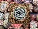 Echeveria sp. 2" Succulent Plant