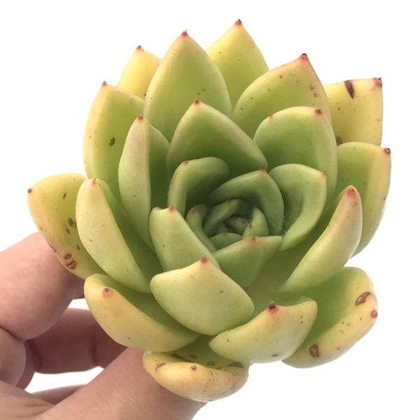 Echeveria Agavoides sp. 4" Succulent Plant