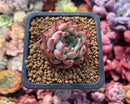 Echeveria 'Kotaro' 1" Succulent Plant