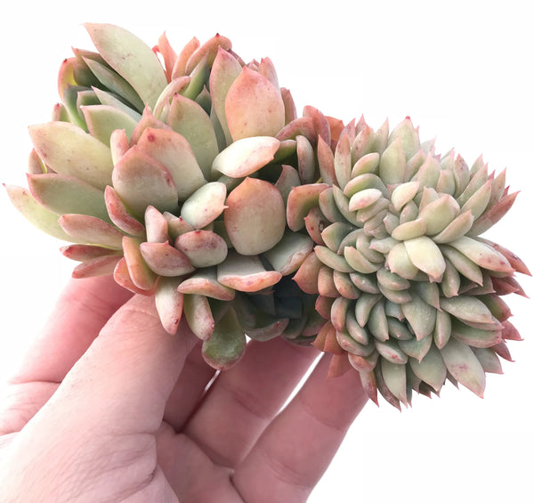 Echeveria Sp Crested 4" Rare Succulent Plant