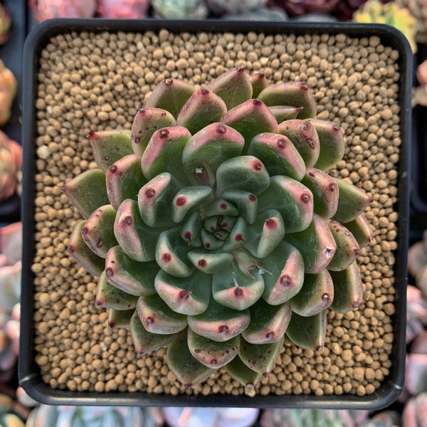 Echeveria Agavoides 'Golden Bear' 3" Succulent Plant