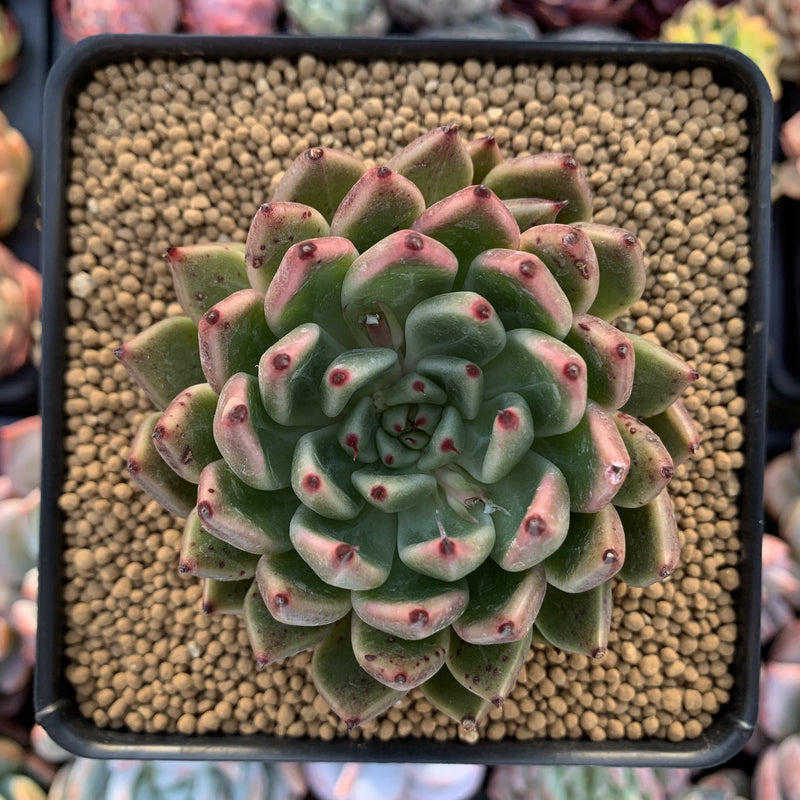 Echeveria Agavoides 'Golden Bear' 3" Succulent Plant