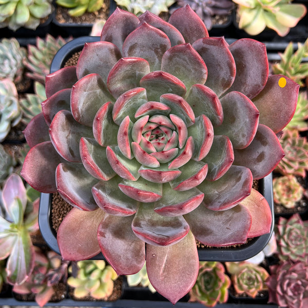 Echeveria 'Glam Pink' 6" Extremely LARGE Succulent Plant