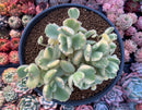 Cotyledon Tomentosa ‘Bear Paw’ Variegated 6" Cluster Succulent Plant