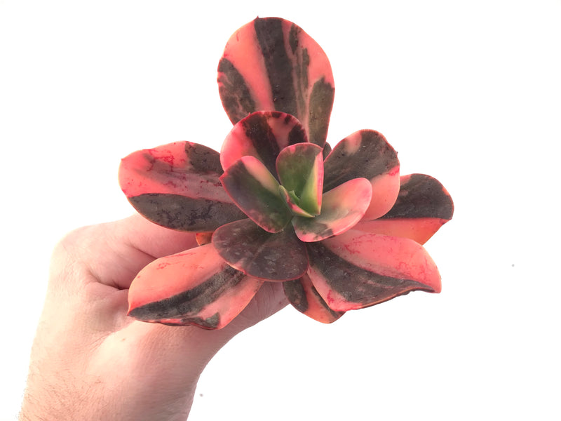 Echeveria 'Primadonna' Variegated 3" Succulent Plant