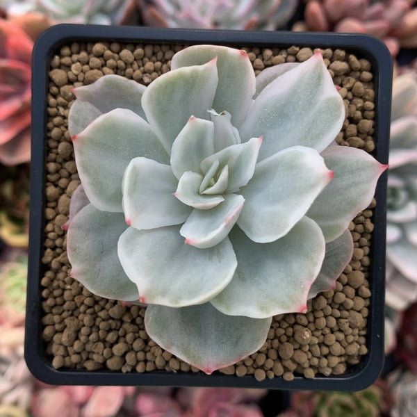 Echeveria 'White Snow' Variegated 2"-3" Succulent Plant