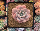 Echeveria 'Ice Cream' Powdery 2"-3" Succulent Plant