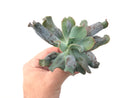 Echeveria 'Culiba' 3" Succulent Plant