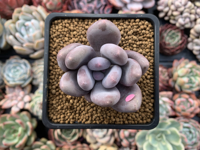 Pachyveria 'Beauty' 2" Powdery Succulent Plant