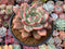 Echeveria 'Ariel' 5"-6” Large Succulent Plant