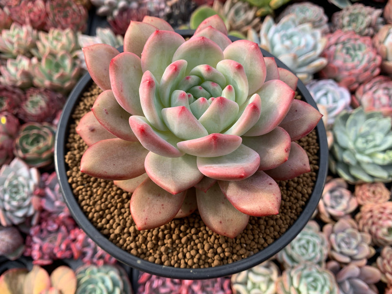 Echeveria 'Ariel' 5"-6” Large Succulent Plant