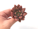 Graptoveria 'Ruby Donna' 2" Succulent Plant