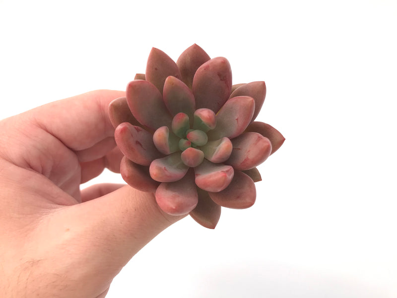 Graptoveria 'Ruby Donna' 2" Succulent Plant