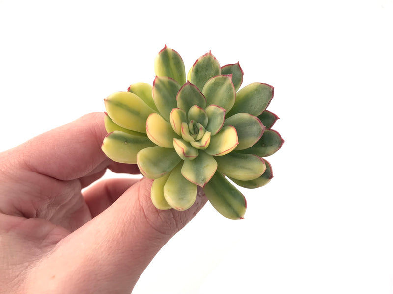 Echeveria 'Pulidonis' Variegated 2" Succulent Plant