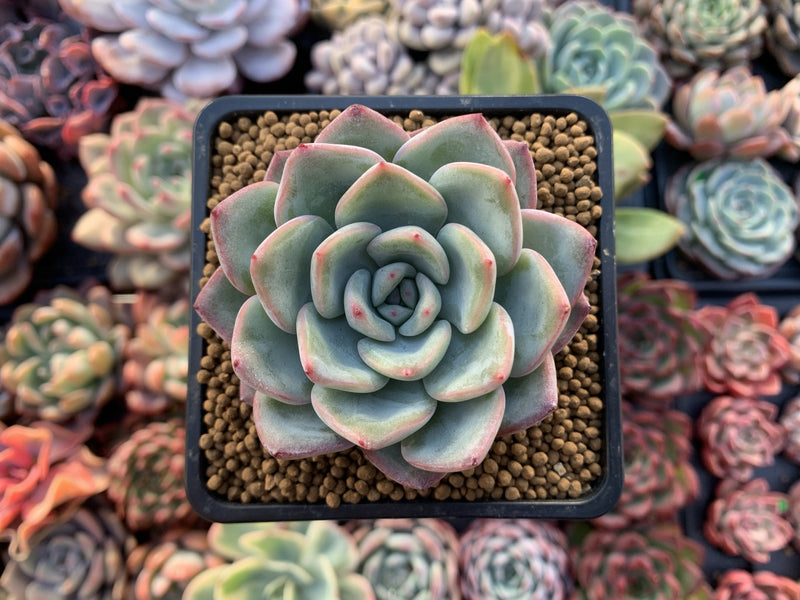 Echeveria 'Amabile' 2"-3" Succulent Plant