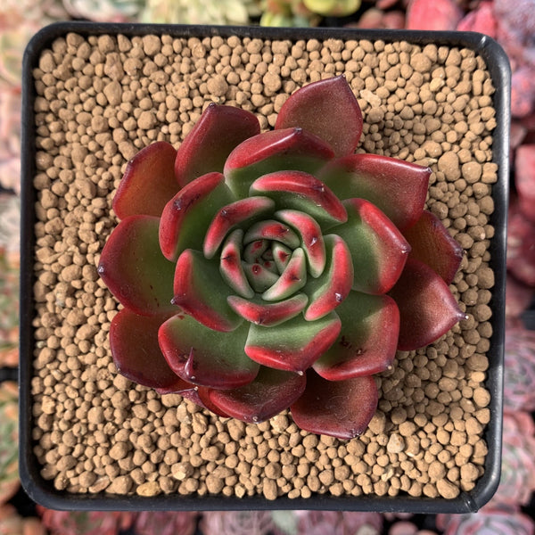 Echeveria Agavoides sp. 3" Succulent Plant