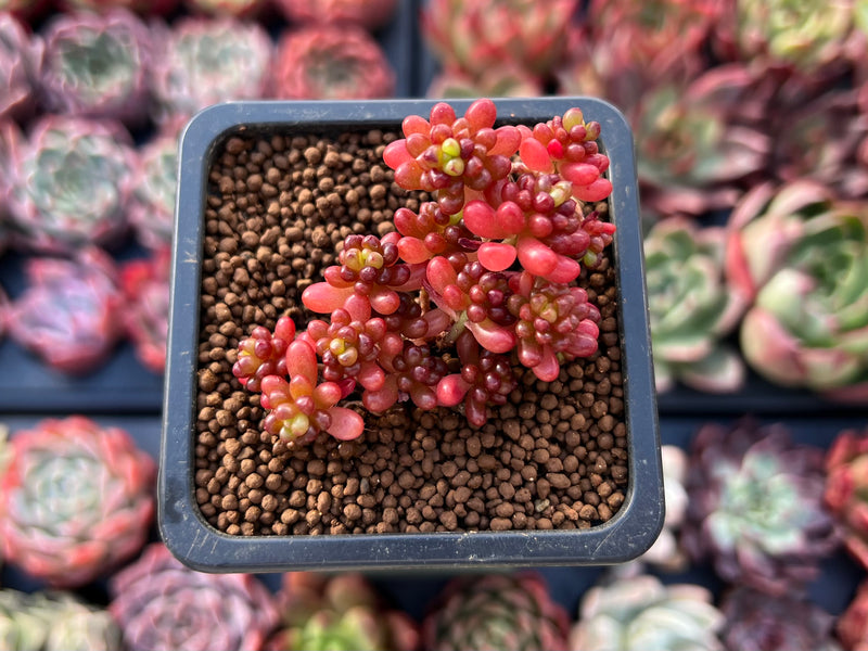 Sedum Rubrotinctum 'Redberry' 1" Succulent Plant