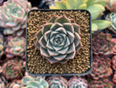 Echeveria 'Helena' Hybrid 1" Succulent Plant