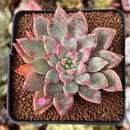 Echeveria 'Cherry Drop' 2" New Changhee Hybrid Succulent Plant